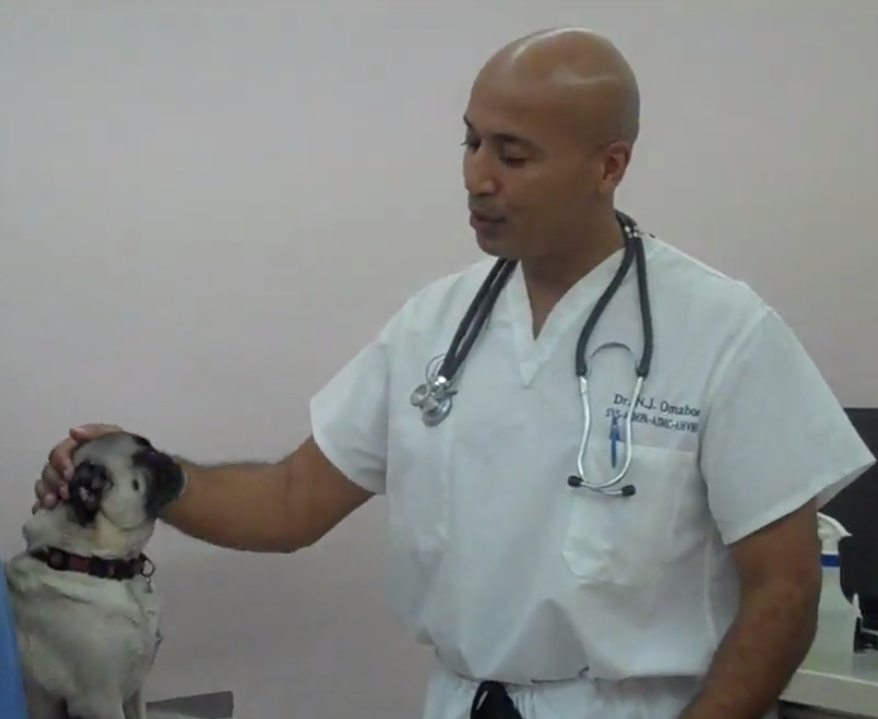 Geneva Animal Hospital, Animal Hospital Geneva,Cabinet Vétérinaire International,Geneva Veterinarian, veterinarian Geneva