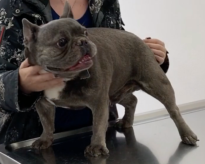 Geneva Animal Hospital, Animal Hospital Geneva, Cabinet Vétérinaire International, Geneva Veterinarian, veterinarian Geneva, Husko