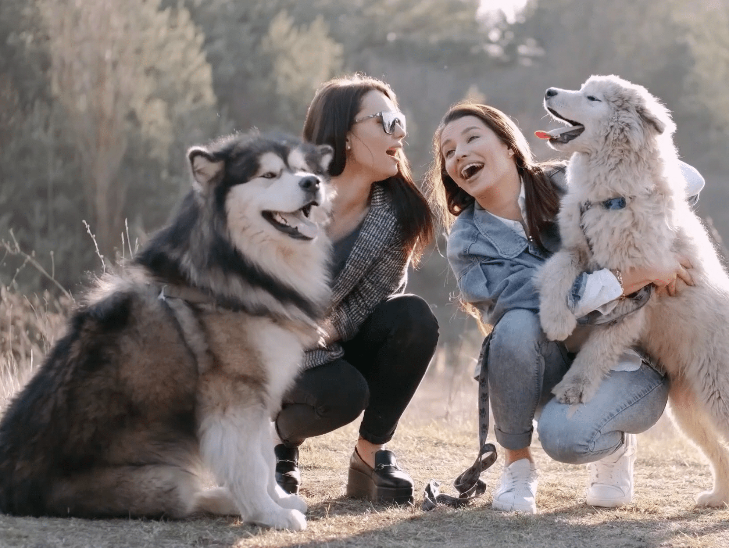 Geneva Animal Hospital, Animal Hospital Geneva, Cabinet Vétérinaire International, Geneva Veterinarian, veterinarian Geneva