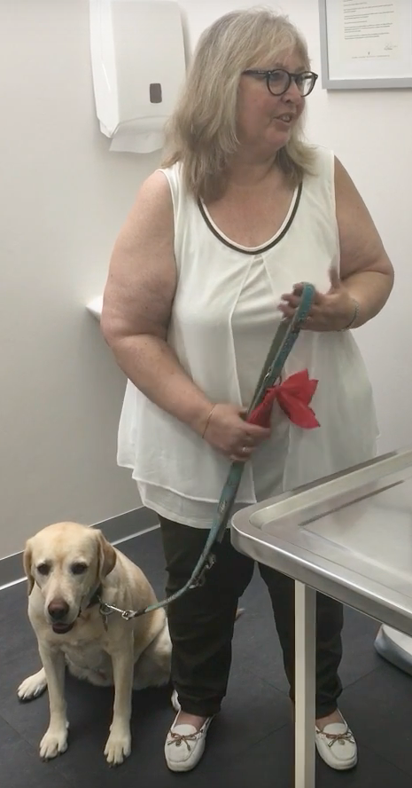 Geneva Animal Hospital, Animal Hospital Geneva, Cabinet Vétérinaire International, Geneva Veterinarian, veterinarian Geneva, bella Labrador with owner