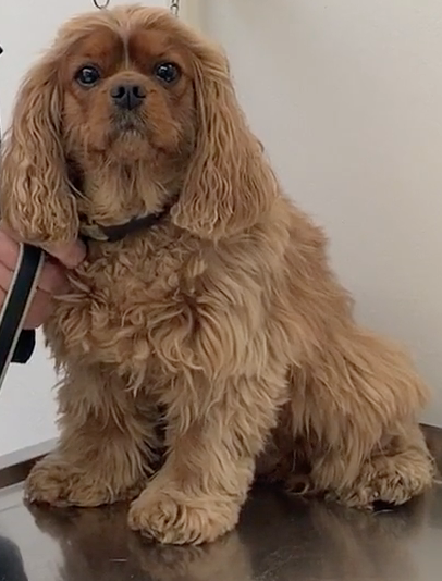 Geneva Animal Hospital, Animal Hospital Geneva, Cabinet Vétérinaire International, Geneva Veterinarian, veterinarian Geneva, Angie